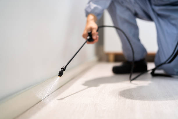 Licensed Ant Control service in Timberlake, VA - Show Me Pest Control